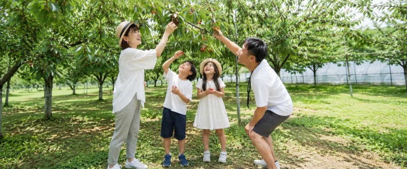 家族でさくらんぼ狩りを楽しむ様子(イメージ)