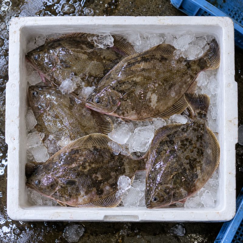 氷と一緒に箱に並んだマガレイ（掲載イメージ）